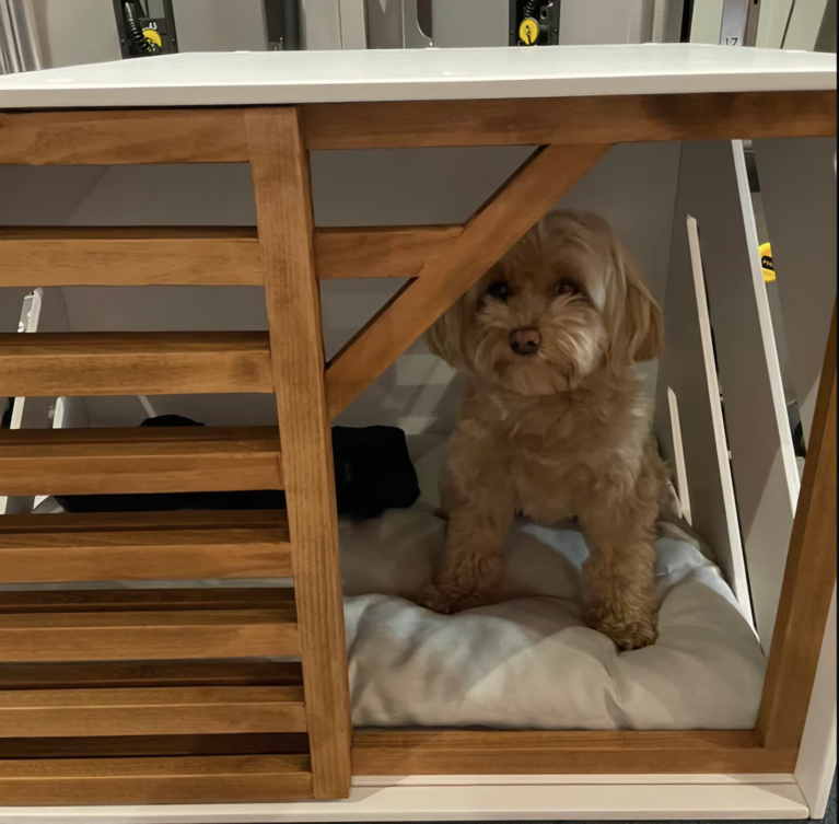 How to Stop Dog Peeing in Crate at Night: A Complete Guide